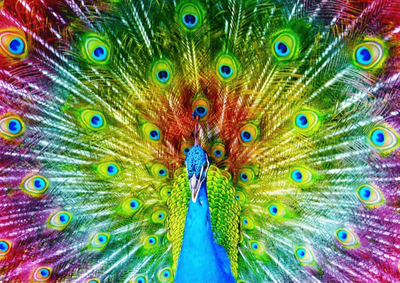 Enjoy 1000 Piece Jigsaw Puzzle Colourful Peacock