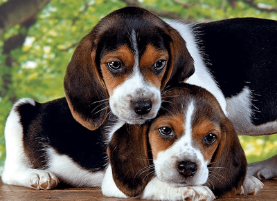 Clementoni 500 Piece Jigsaw Puzzle Close Together (Beagle Puppies)