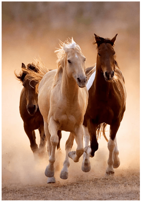 Clementoni 1000 Piece Jigsaw Puzzle Running Horses