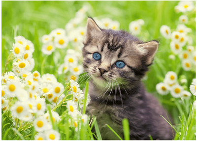 Ravensburger 500 Piece  Jigsaw Puzzle Kitten In The Meadow