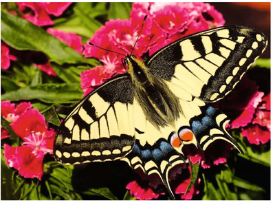 Ravensburger 500 Piece  Jigsaw Puzzle  Butterfly