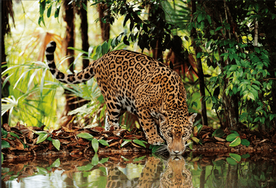 Clementoni 2000 Piece Jigsaw Puzzle: Leopard