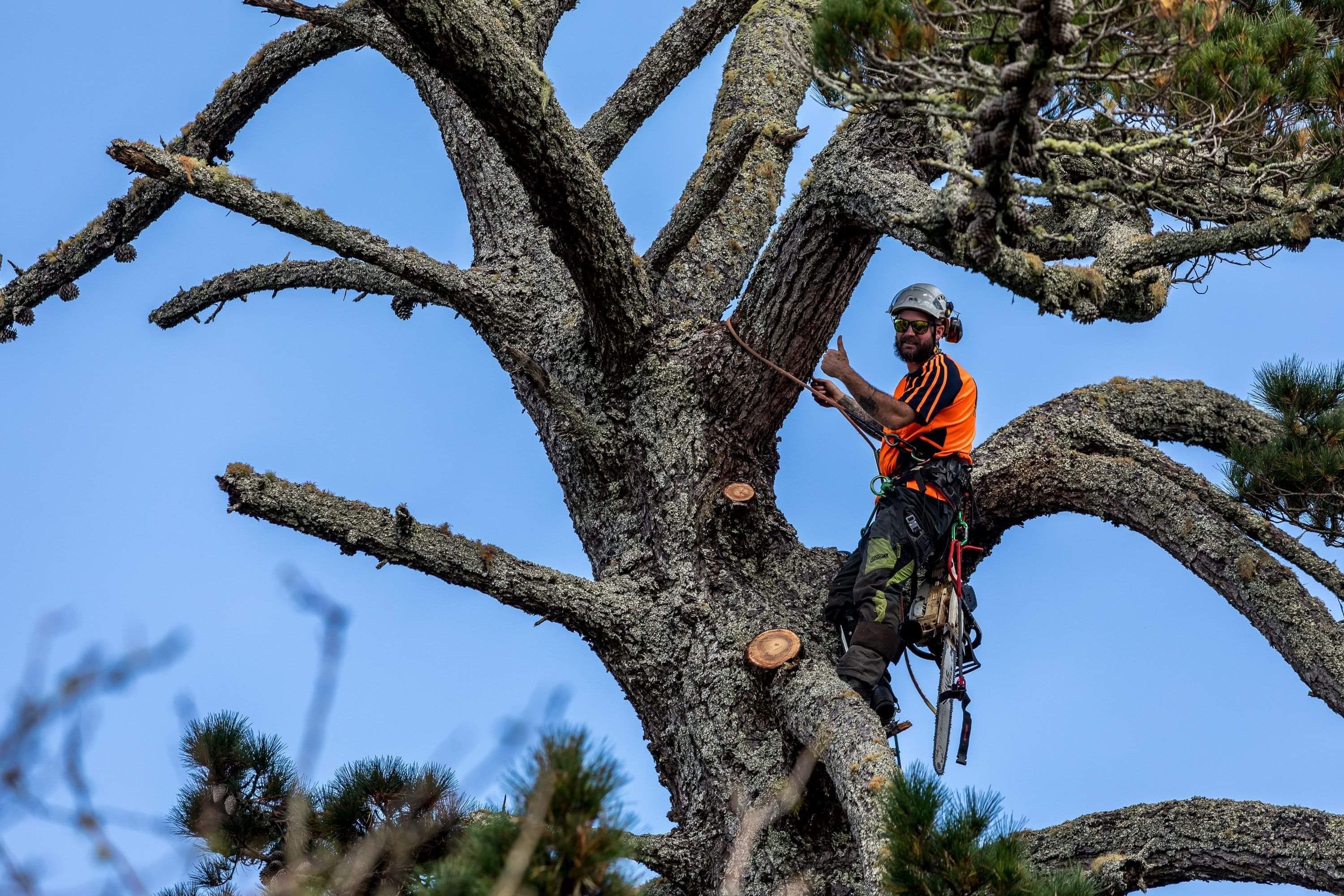 A DS Trees Arborist harnessed while he works on a tree
