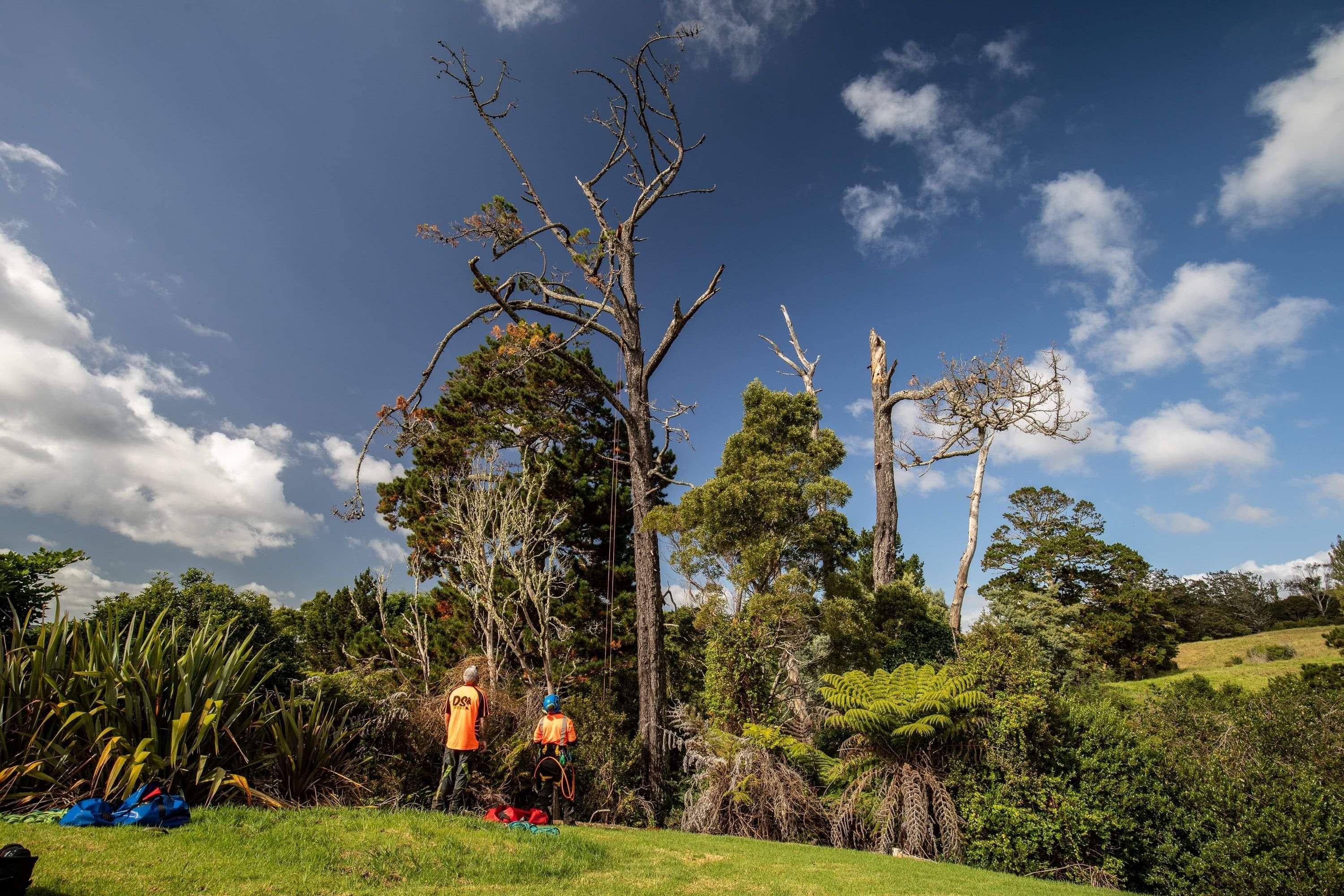 DS Trees Arborists assessing a tree for removal