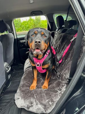 SLINGGUARD Car Headrest Safety Lead