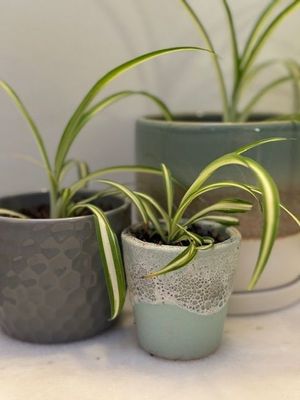 Spider Plants in a pot