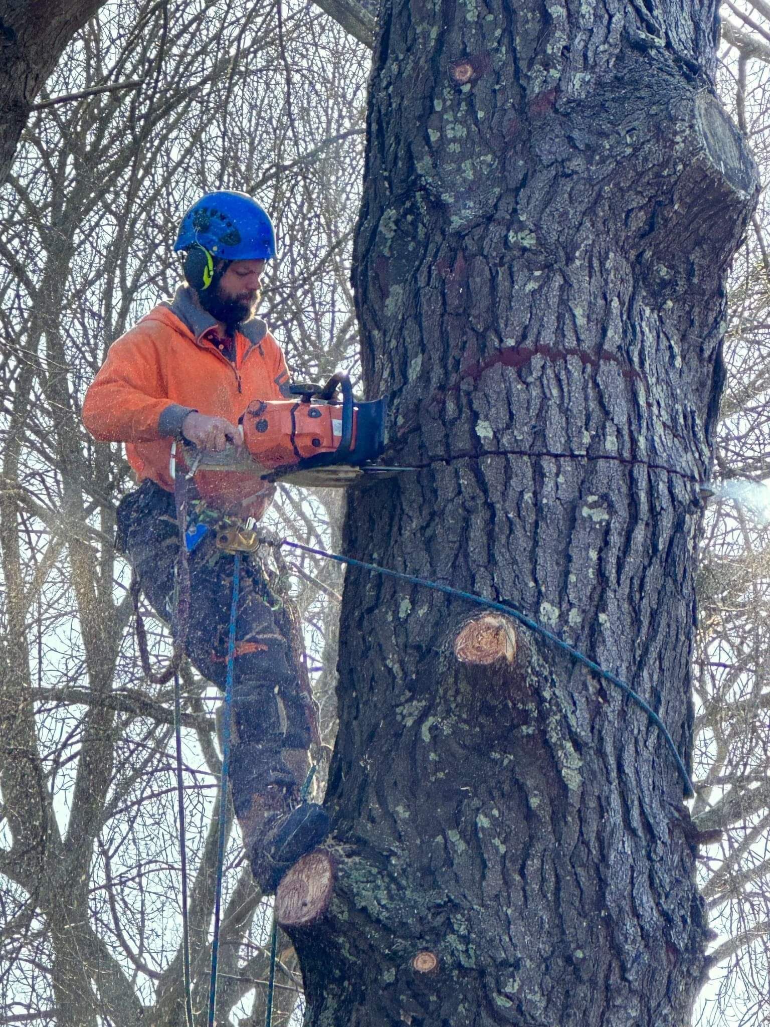Our Tree Removal Process in Waikato