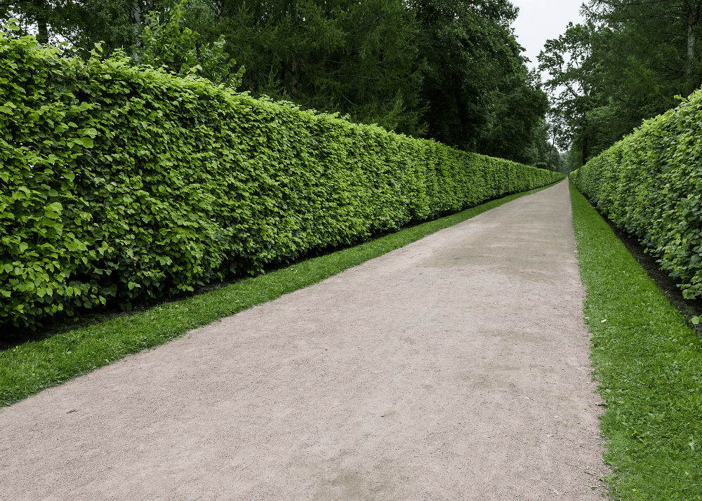 Our Hedge Trimming Process in Waikato
