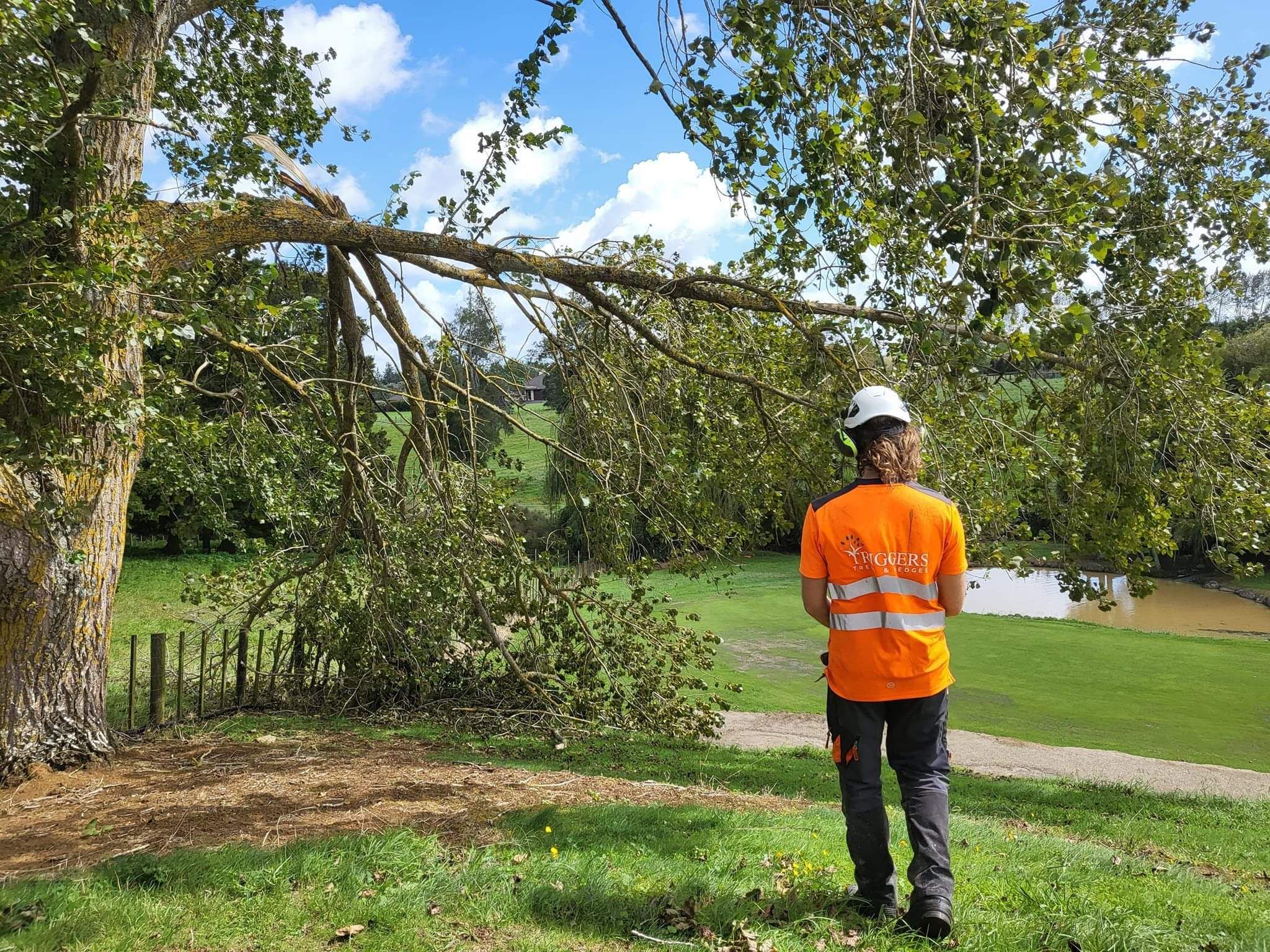 Tree reduction services Hamilton | Triggers Trees & Hedges