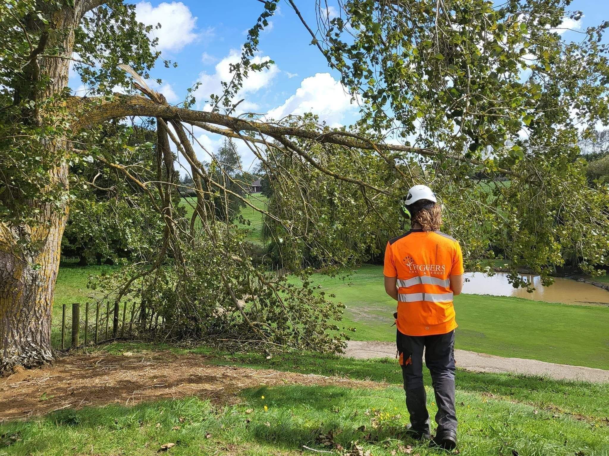 tree lifting in the Cambridge