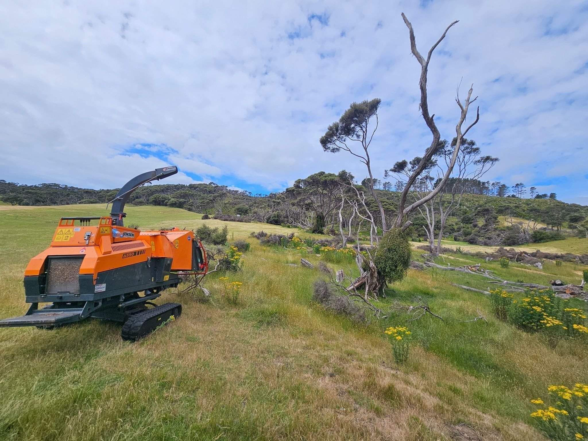 Deadwood Removal Process in Tamahere