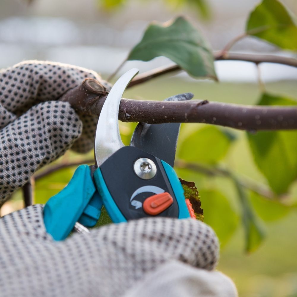formative pruning in the Waikato