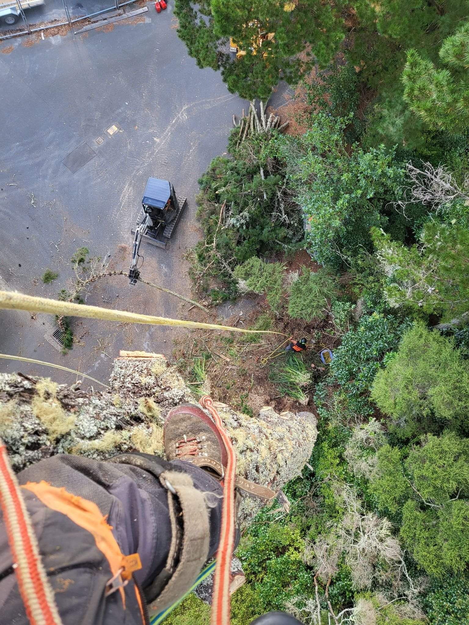 Our Hedge Trimming Process in Waikato