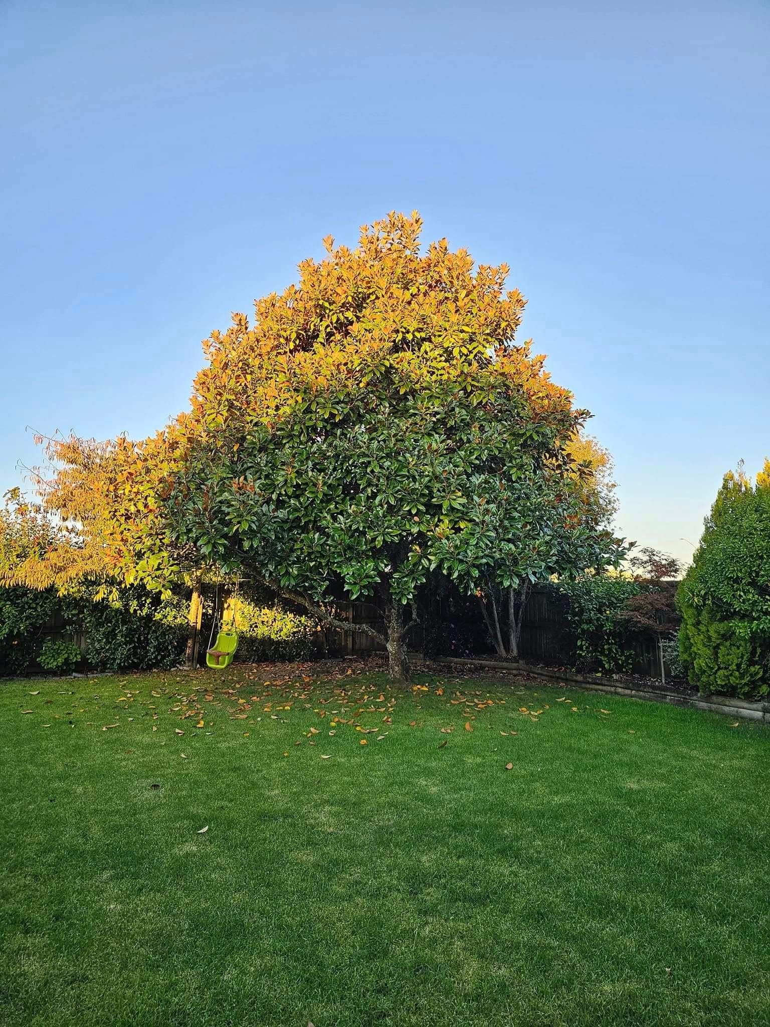 Our Hedge Trimming Process in Waikato
