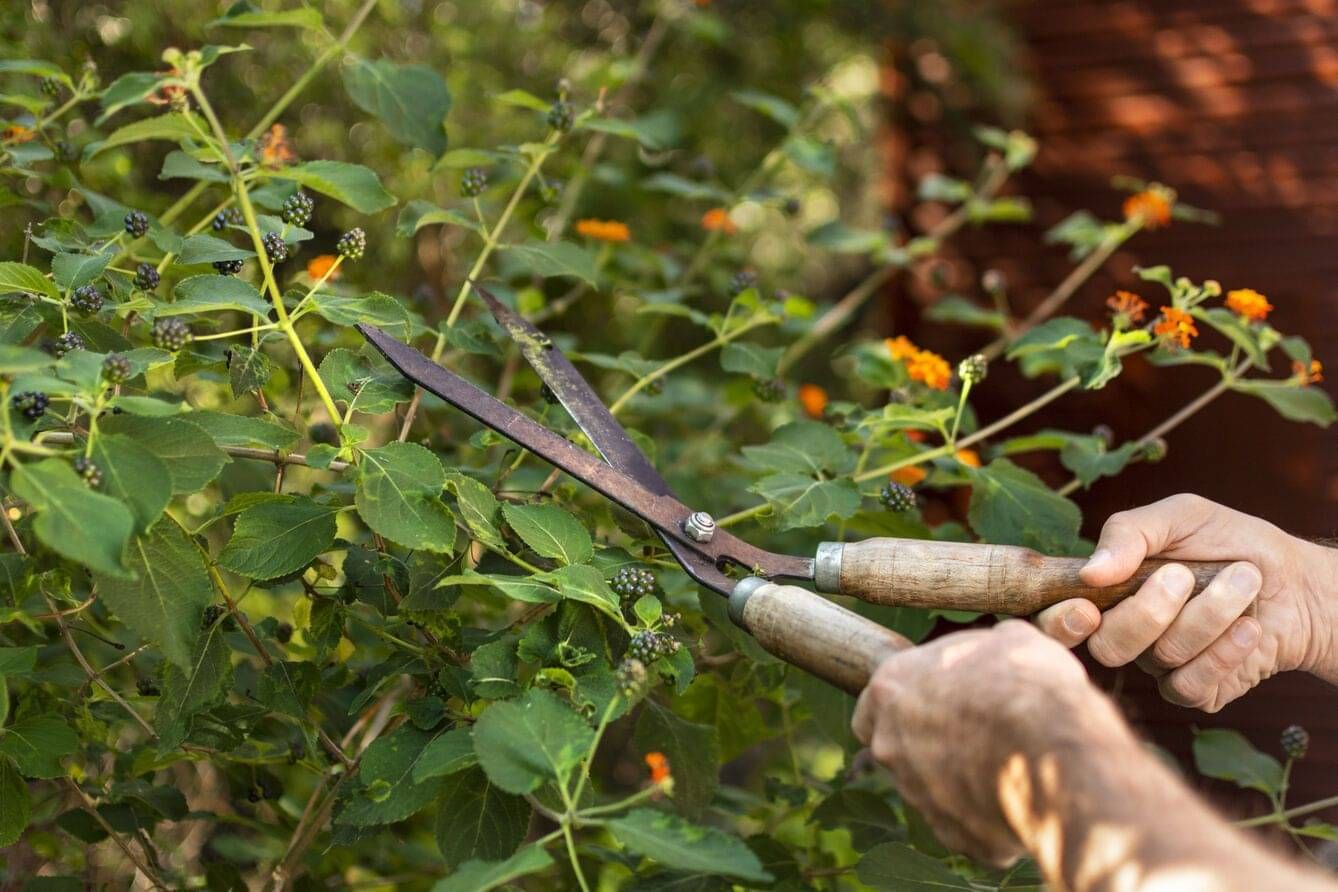 formative pruning in the Waikato