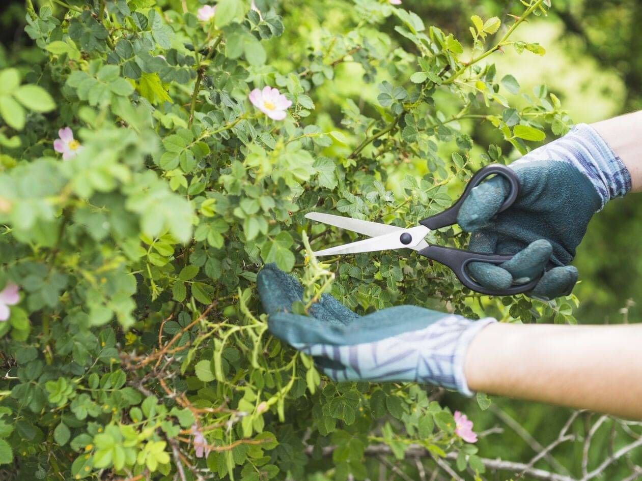 formative pruning in the Waikato