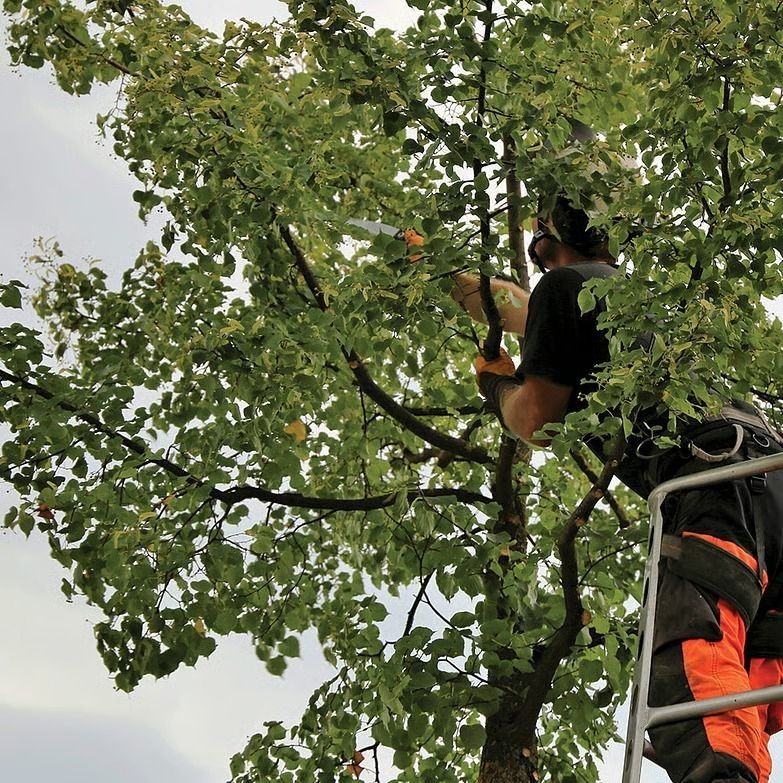 Our Tree thnning Process in Waikato