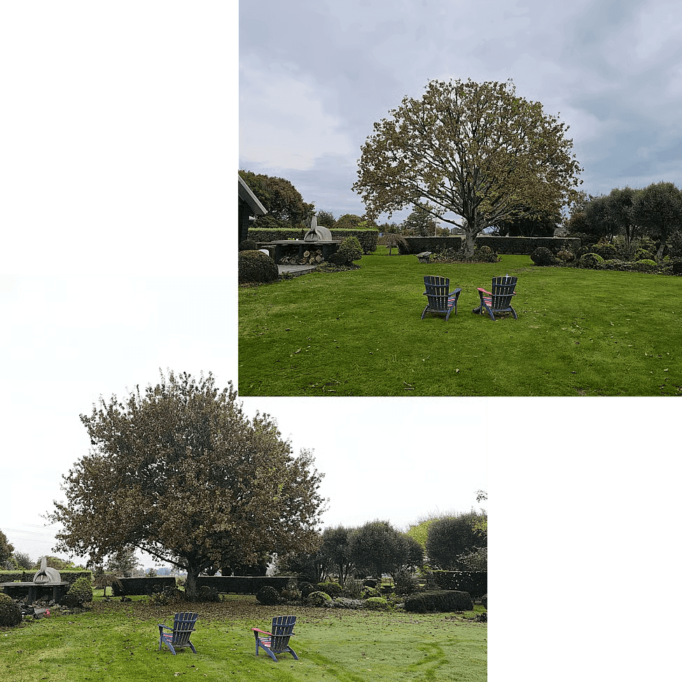 Tree Thinning Services Hamilton