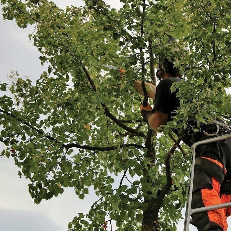 Our Tree thnning Process in Waikato