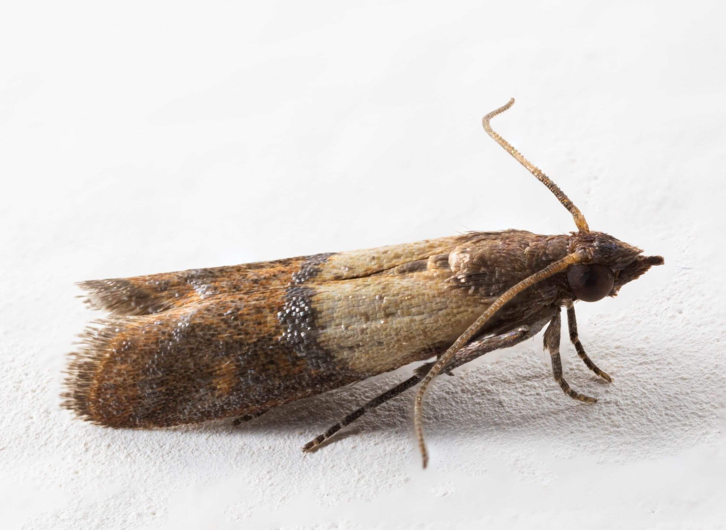 Pantry moth pest control Cambridge