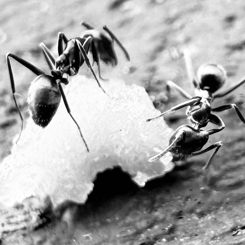Close-up of black ants on kitchen bench – common ant infestation treated by Focus Pest Solutions in Cambridge, NZ