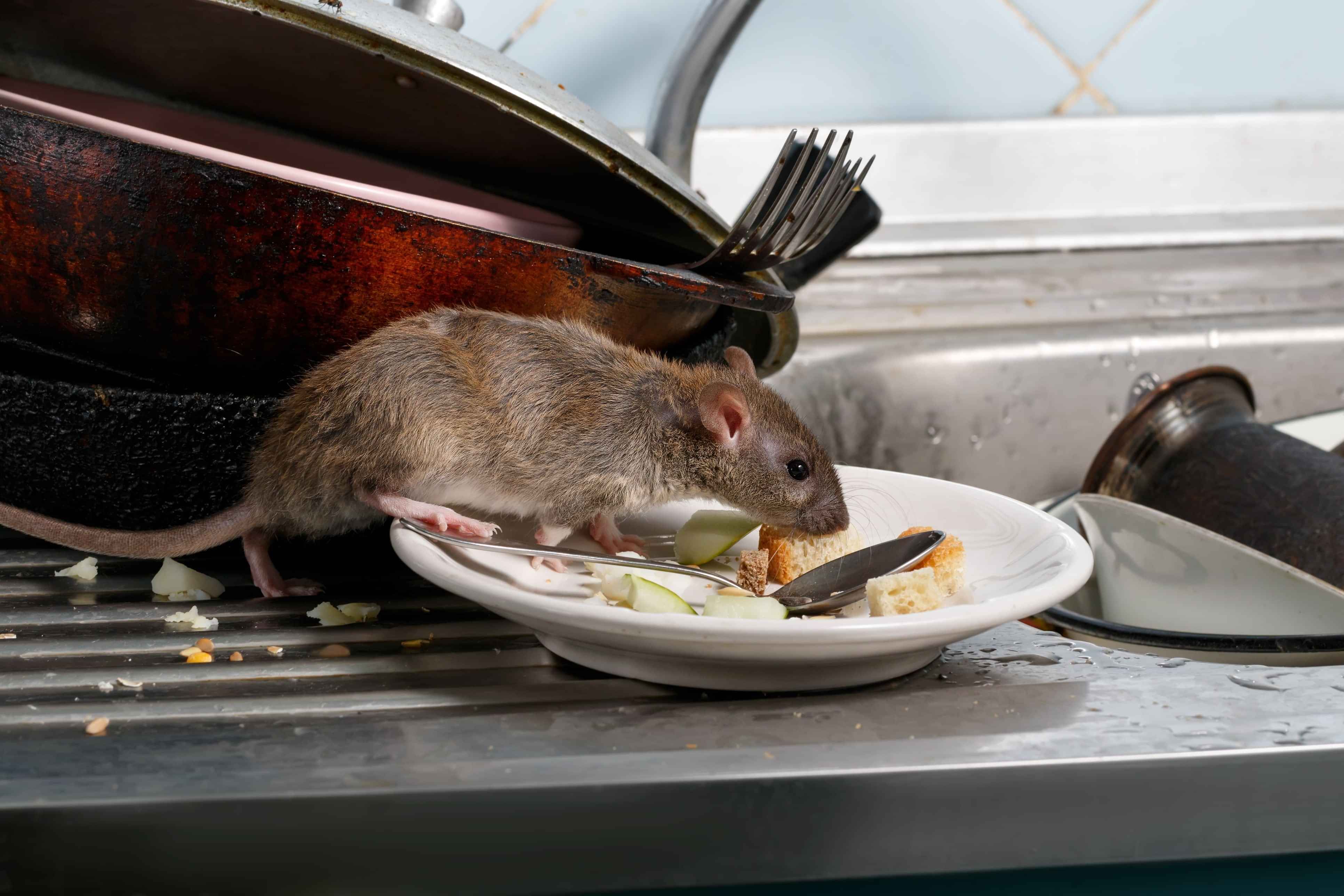 Rodent on kitchen bench – signs of a mouse infestation in Cambridge home treated by Focus Pest Solutions