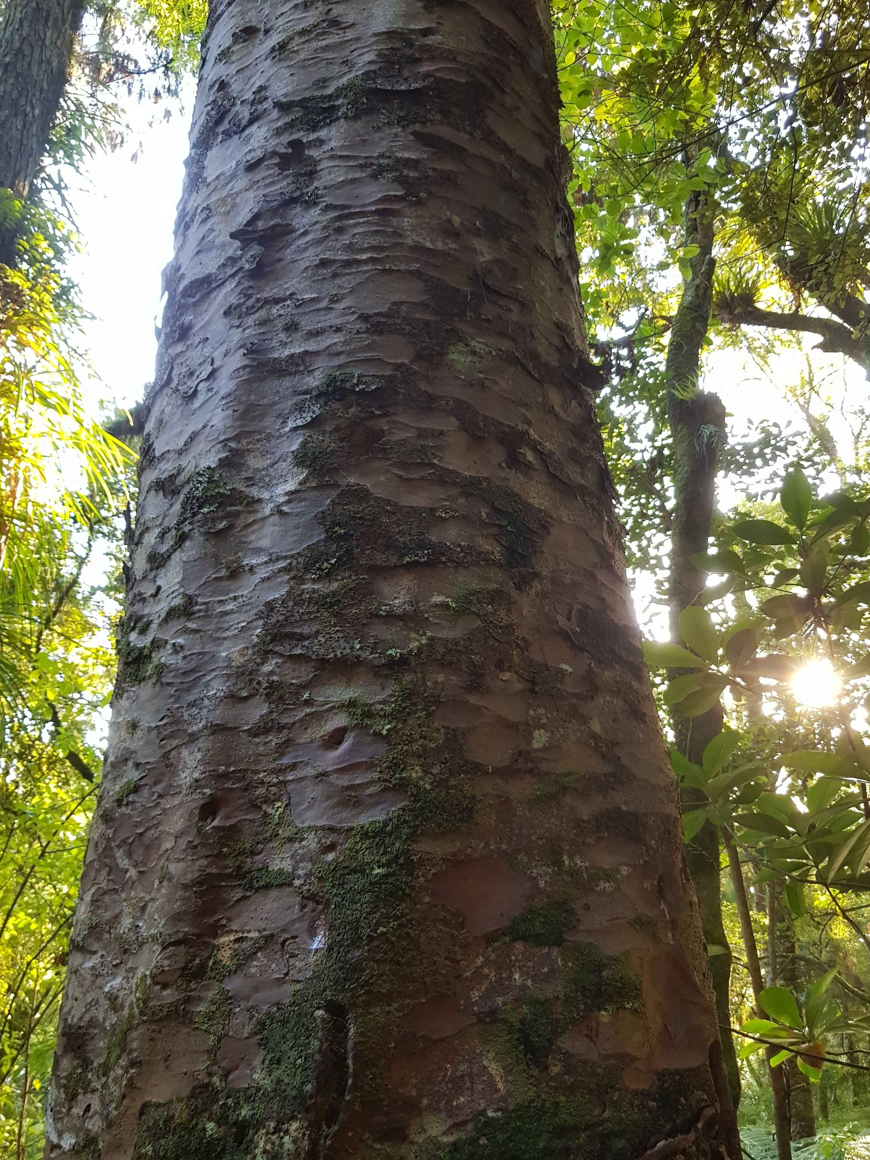 Qualitative research by Tuatinitini driving sustainable change in NZ.