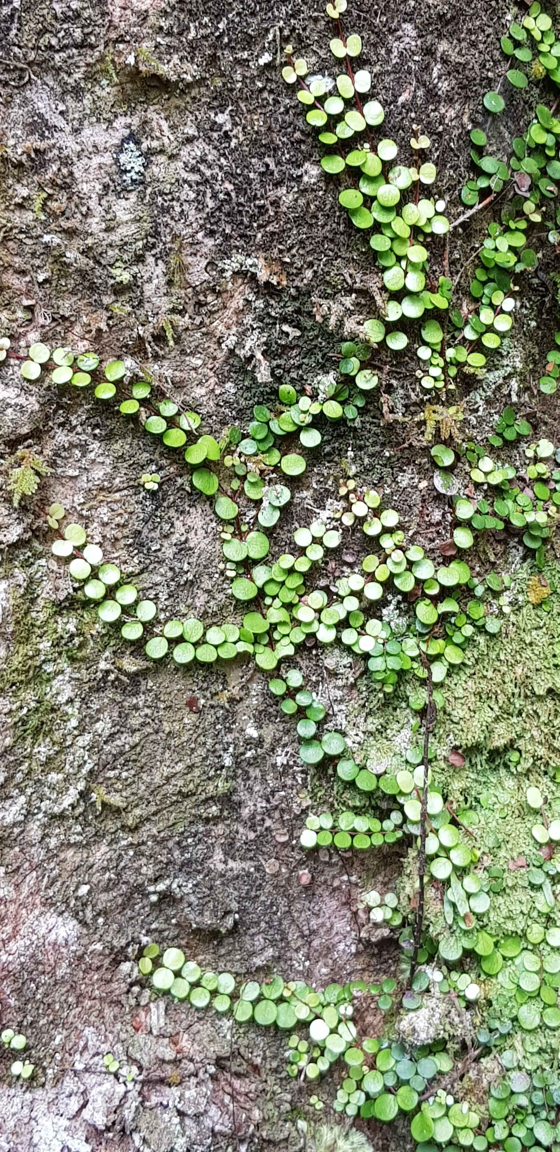 Cultural consultancy services by Tuatinitini empowering Māori development.