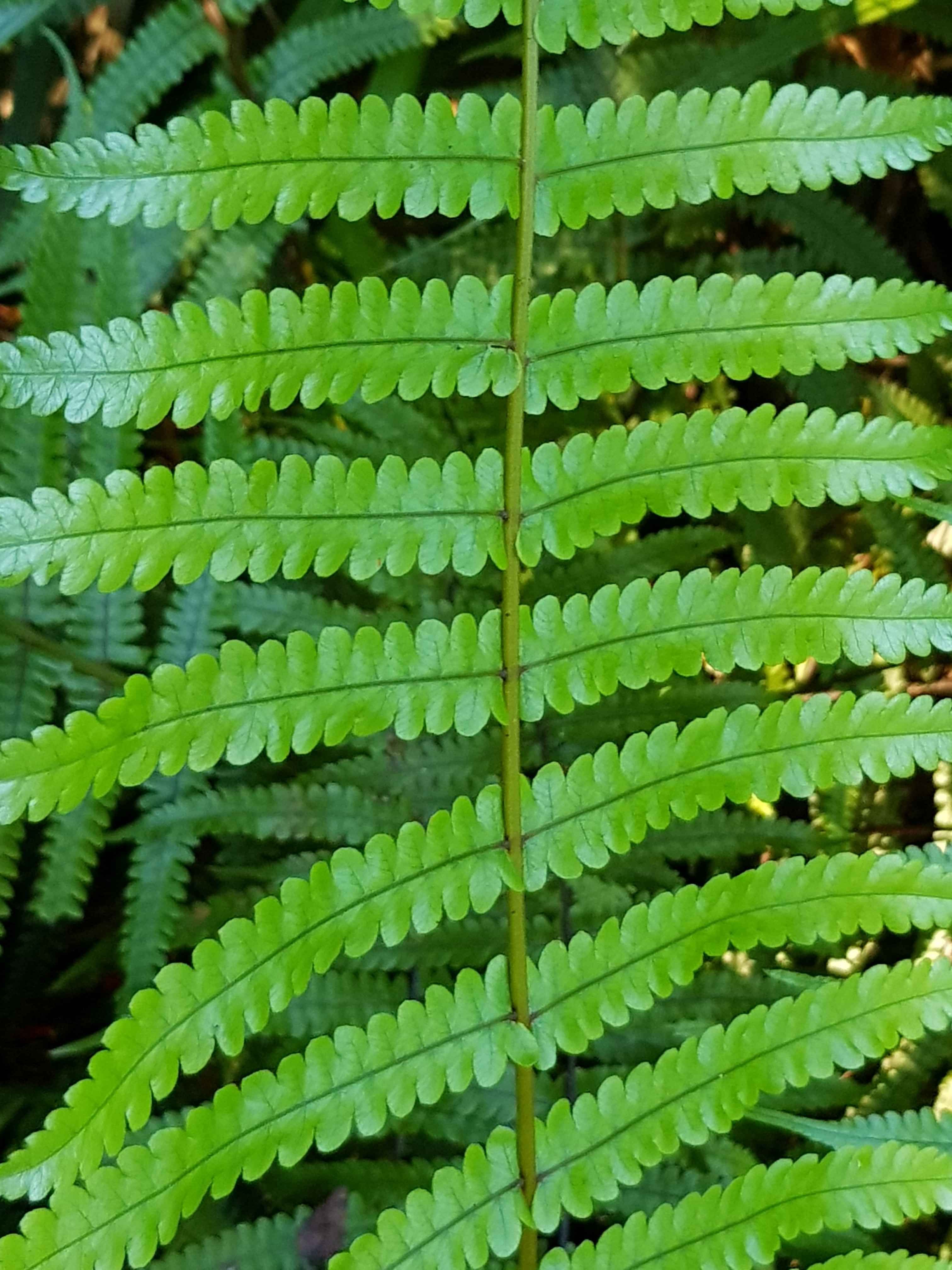 Tuatinitini providing stakeholder engagement and consulting services.