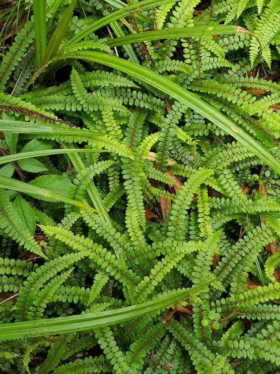 Environmental consulting by Tuatinitini for sustainable industry growth.