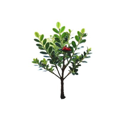 Donate  a Tree