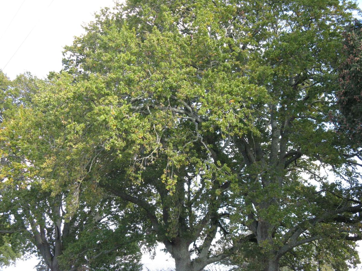 Cambridge Tree Trust | English Oak
