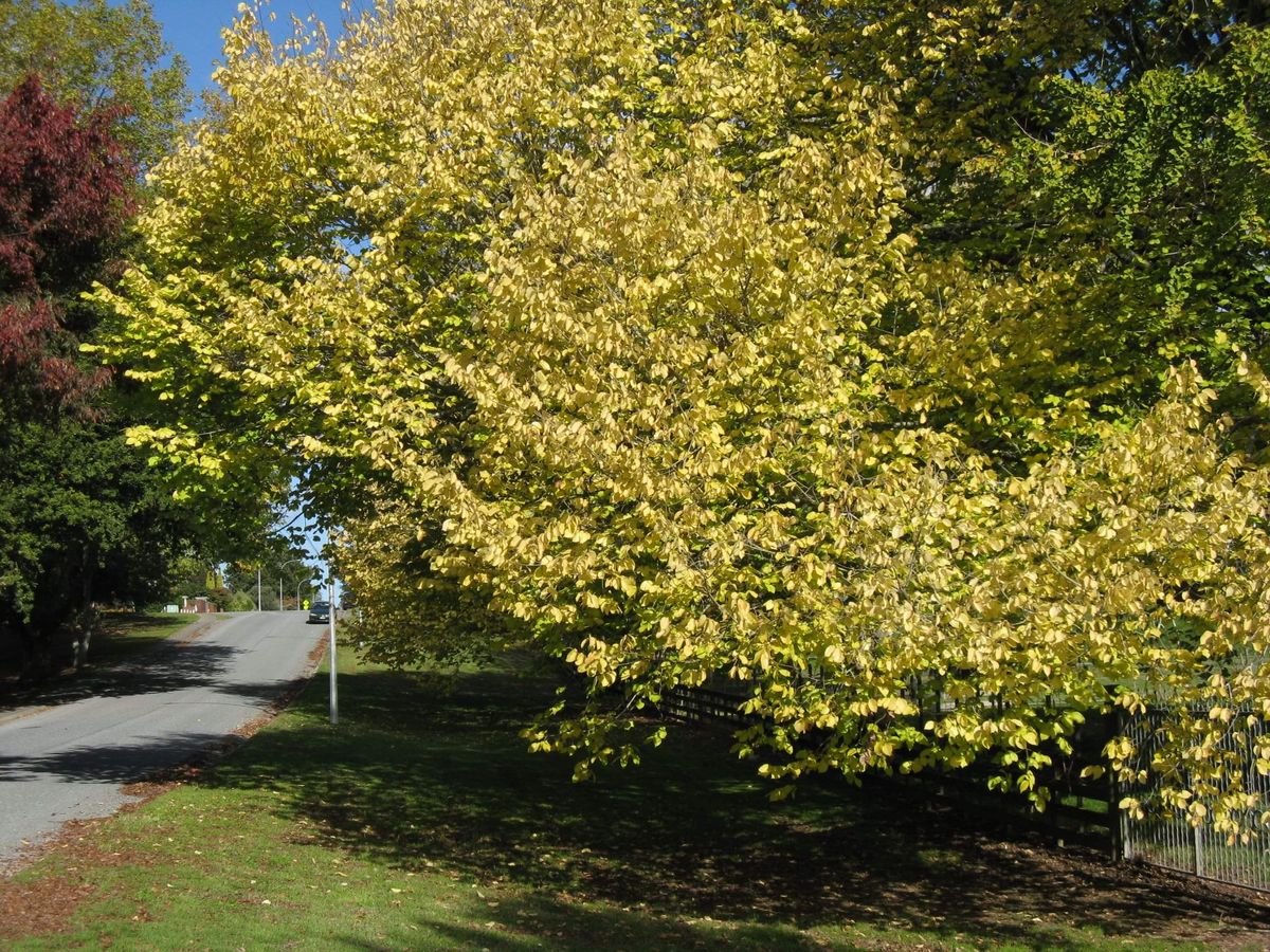 Cambridge Tree Trust | Golden elm, Coleridge St