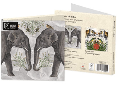 Museums &amp; Galleries Natural History Museum Animals of India 8 Pack Blank Notecards Wallet