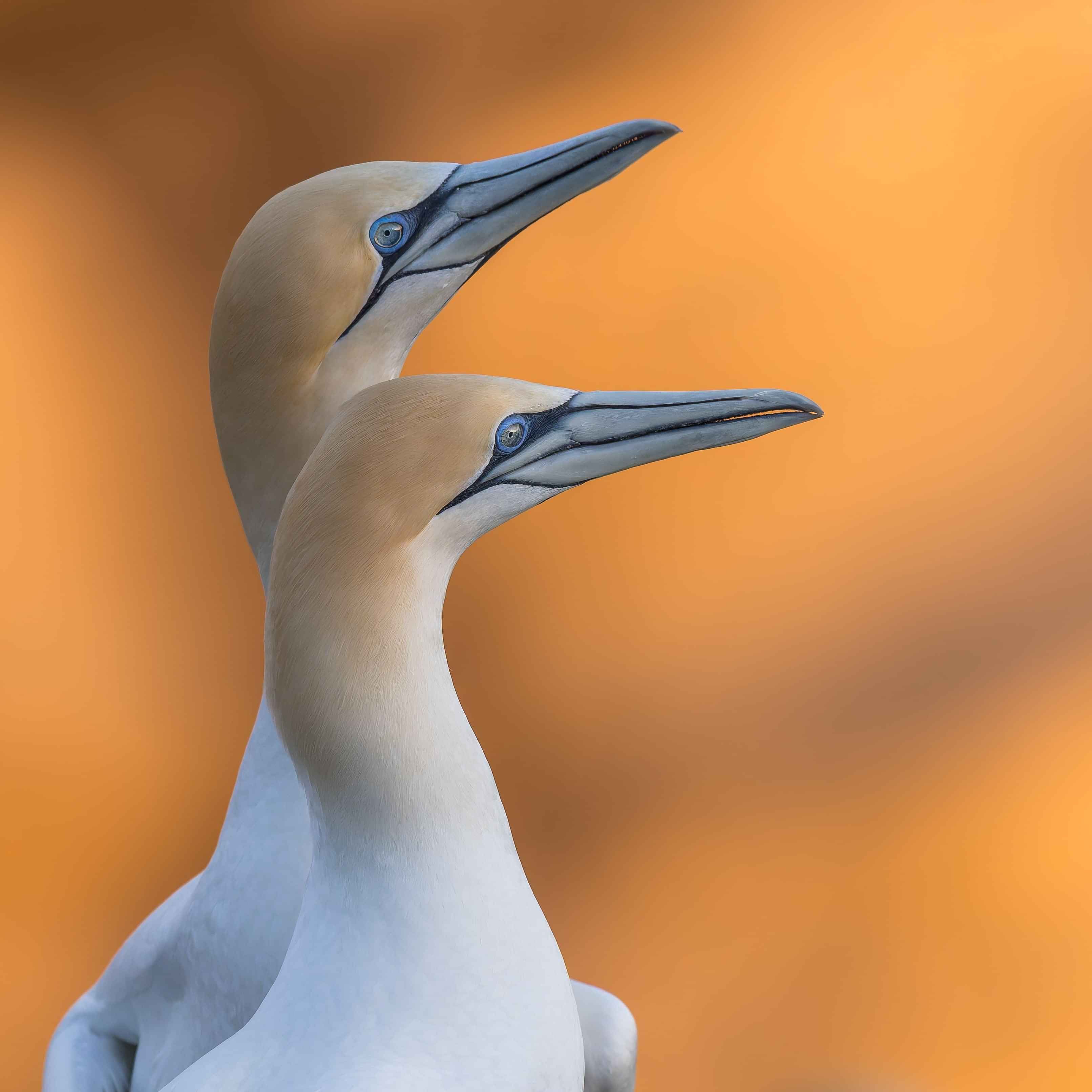 Image by John Parker, Maddox Photography NZ. New Zealand bird photography tours & workshops. Image of Spoonbill.