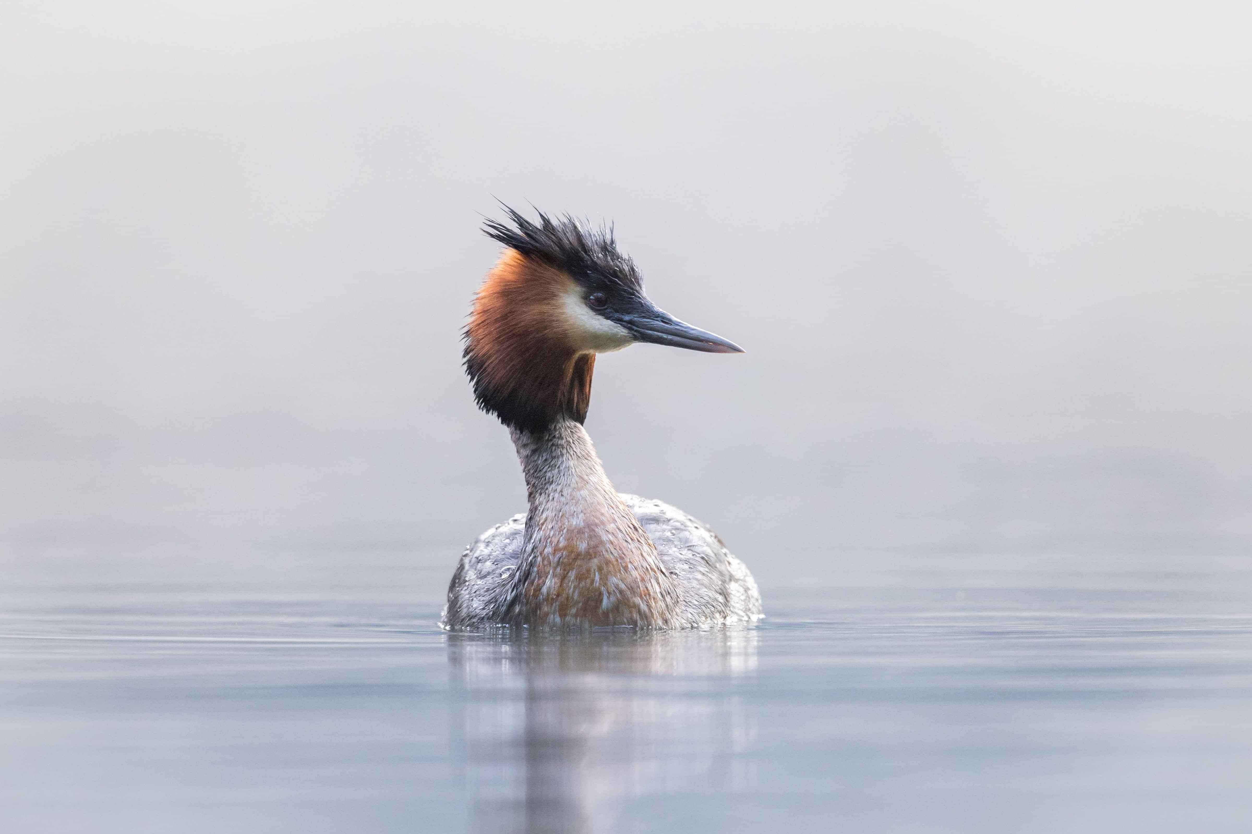 Image by John Parker, Maddox Photography NZ. New Zealand bird photography tours & workshops. Image of New Zealand bird.
