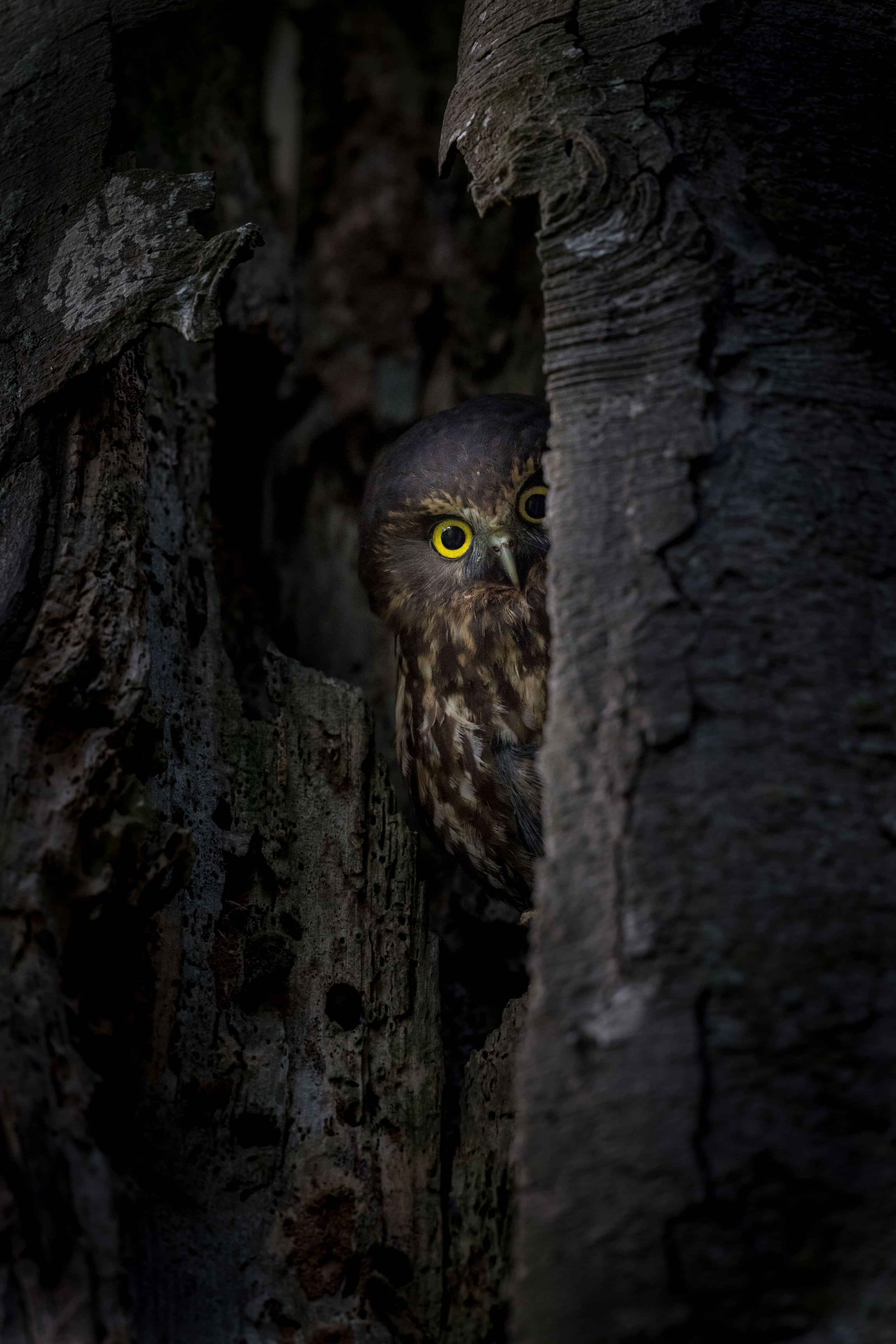 Image by John Parker, Maddox Photography NZ. New Zealand bird photography tours & workshops. Image of Morepork owl, Ruru.