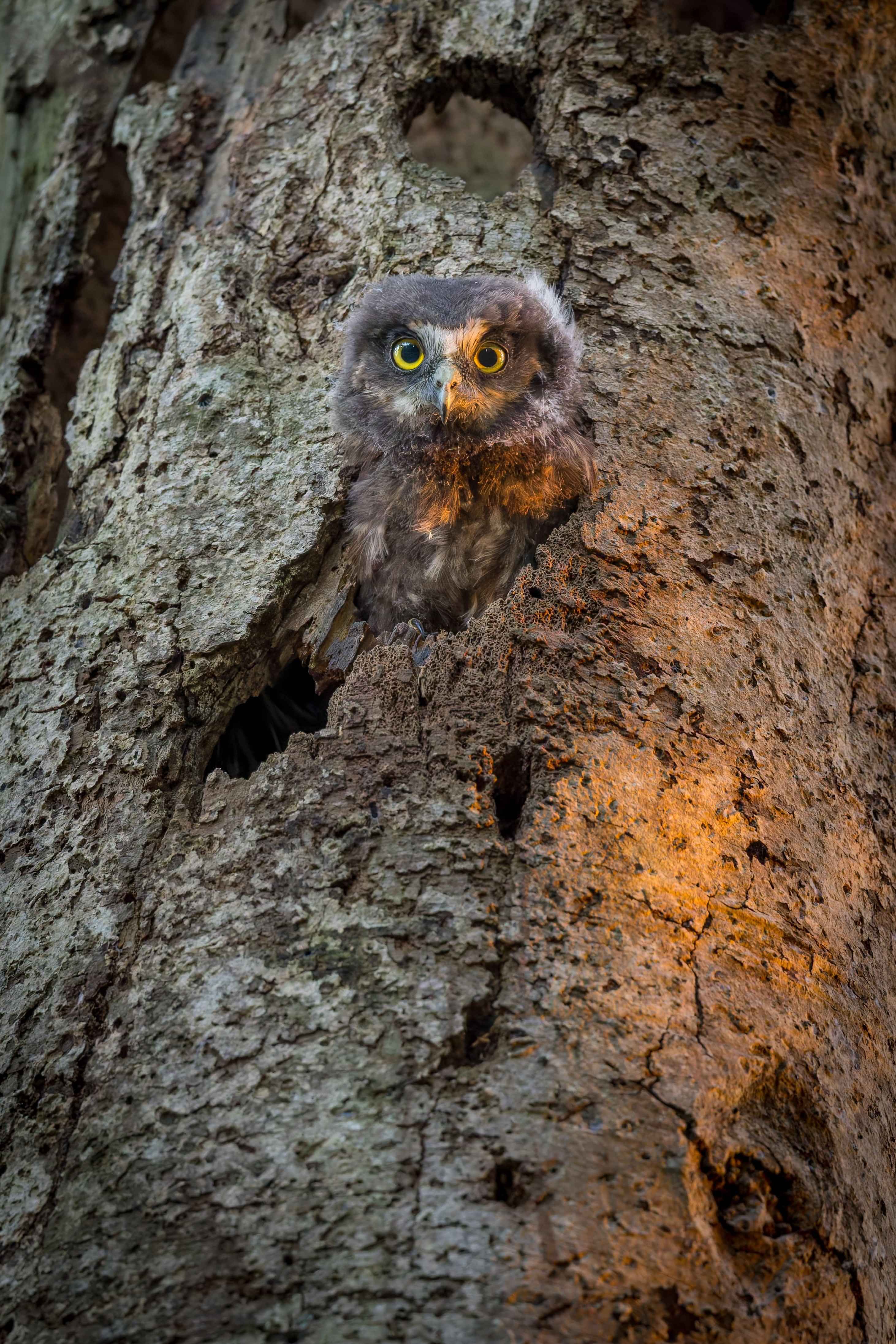 Image by John Parker, Maddox Photography NZ. New Zealand bird photography tours & workshops. Image of Morepork owl, Ruru.