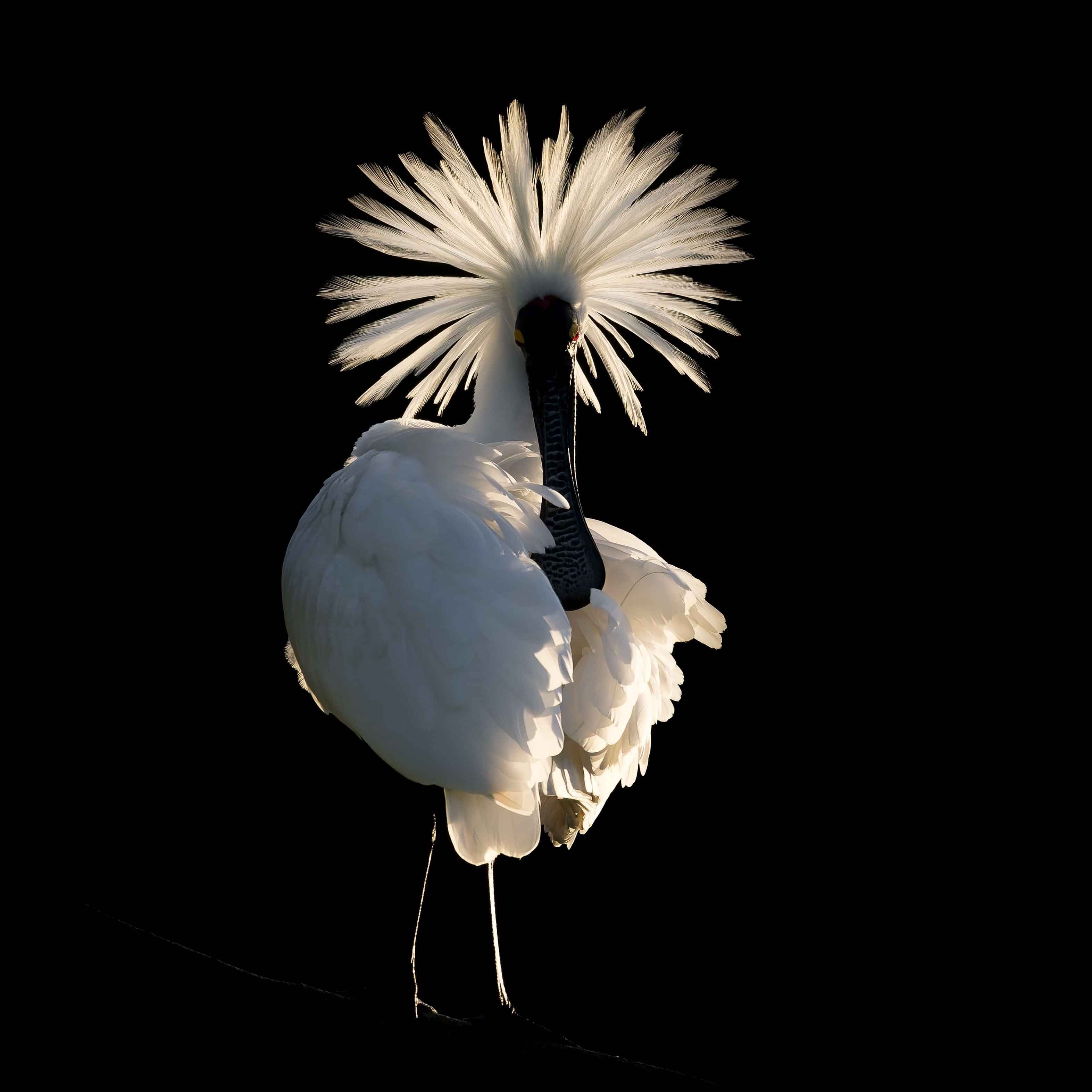 Image by John Parker, Maddox Photography NZ. New Zealand bird photography tours & workshops. Image of Spoonbill.