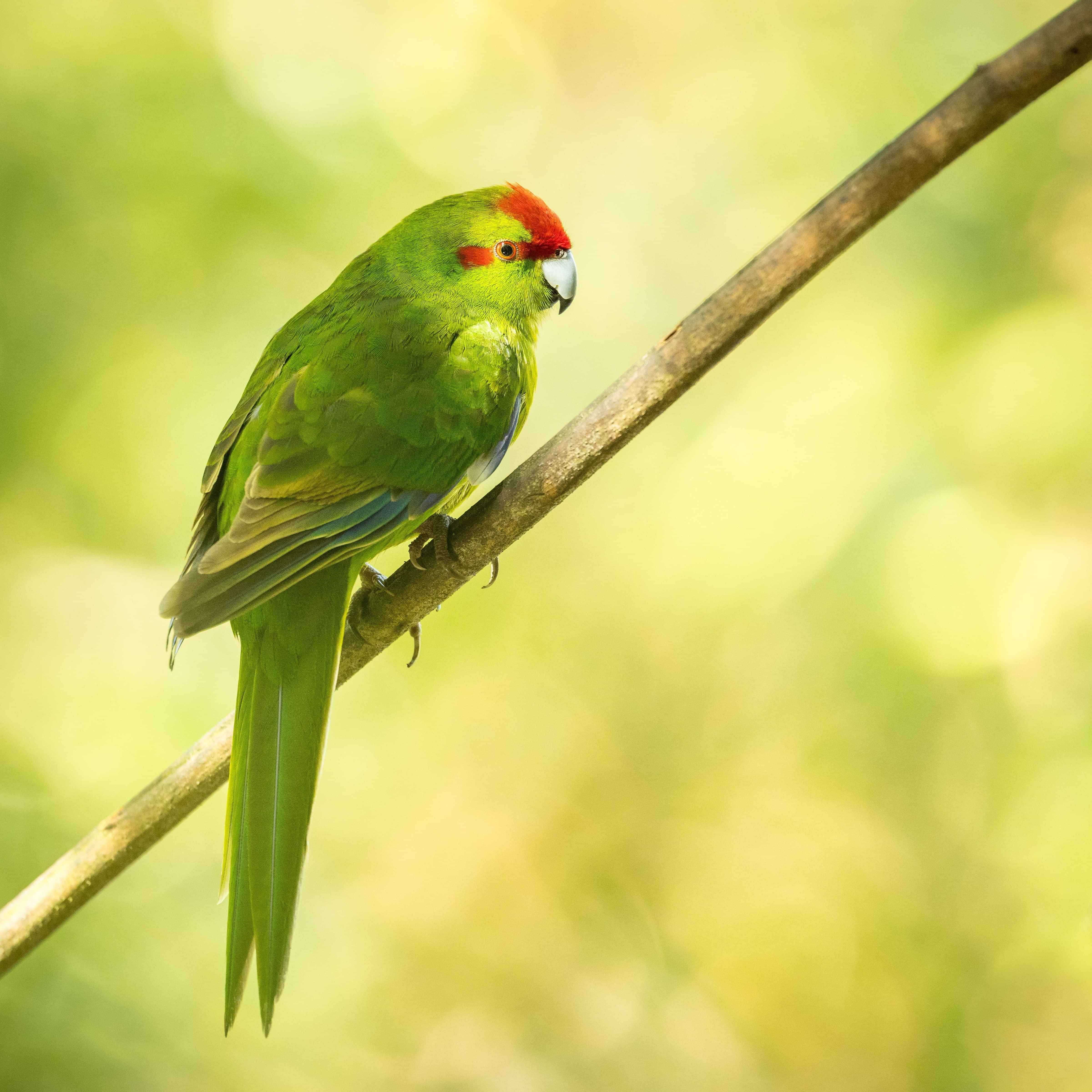 Image by John Parker, Maddox Photography NZ. New Zealand bird photography tours & workshops. Image of New Zealand parrot.