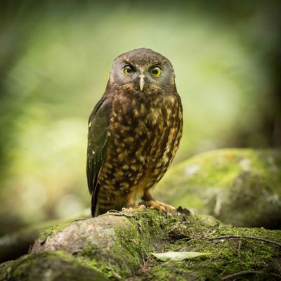 The Morepork Owl Photography Workshop For- 30th June 2025
