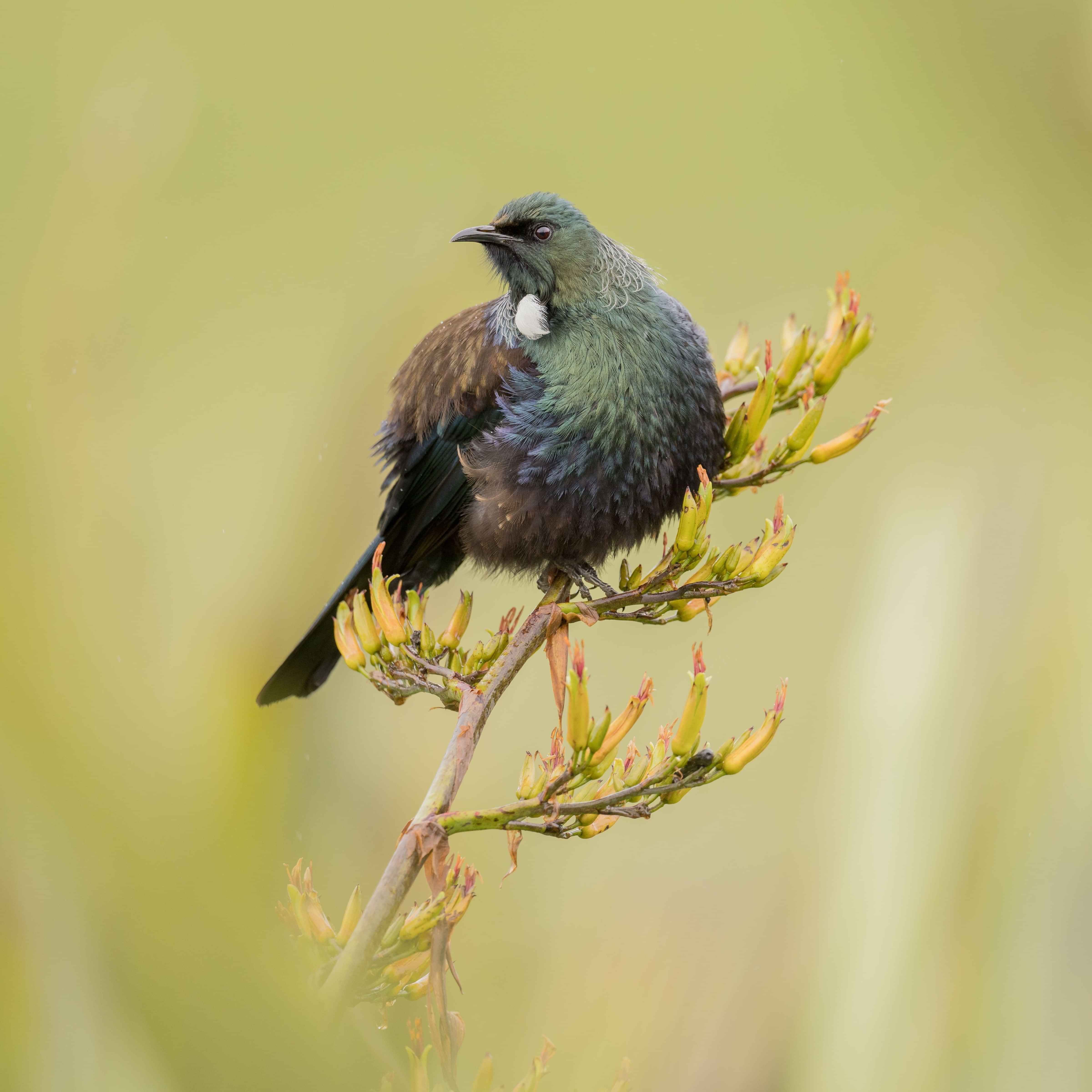 Image by John Parker, Maddox Photography NZ. New Zealand native bird photography prints. Image of Tui on Kowhai.