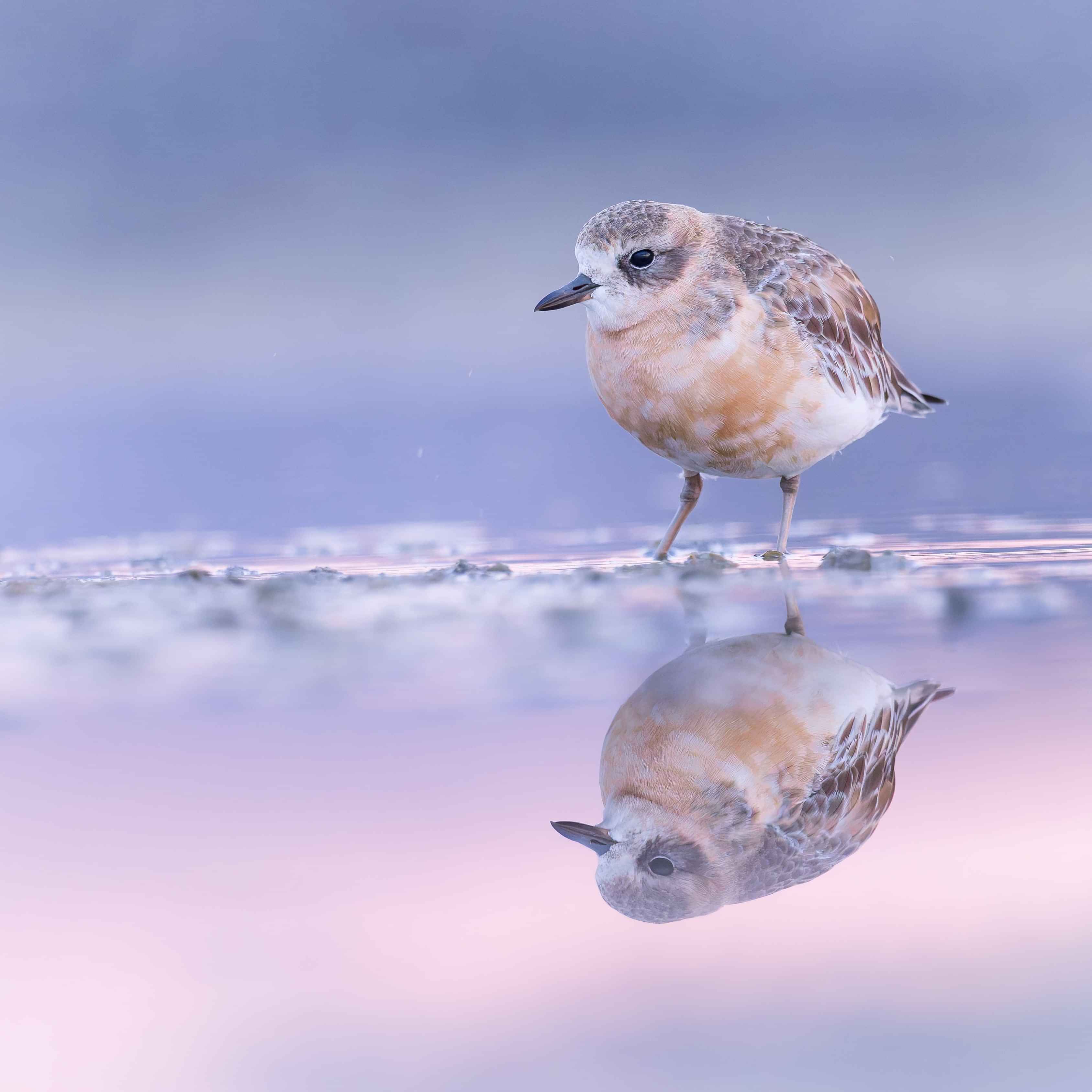Image by John Parker, Maddox Photography NZ. New Zealand native bird photography print. Image of New Zealand wren.