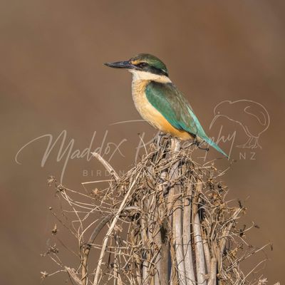New Zealand Bird Photography Prints
