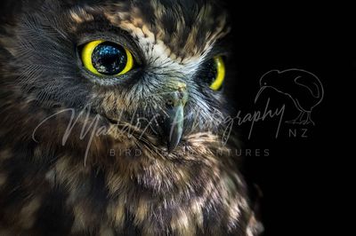 New Zealand Bird Photography Prints