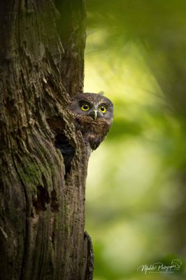 The Raptor Experience - Two day Photography Tour