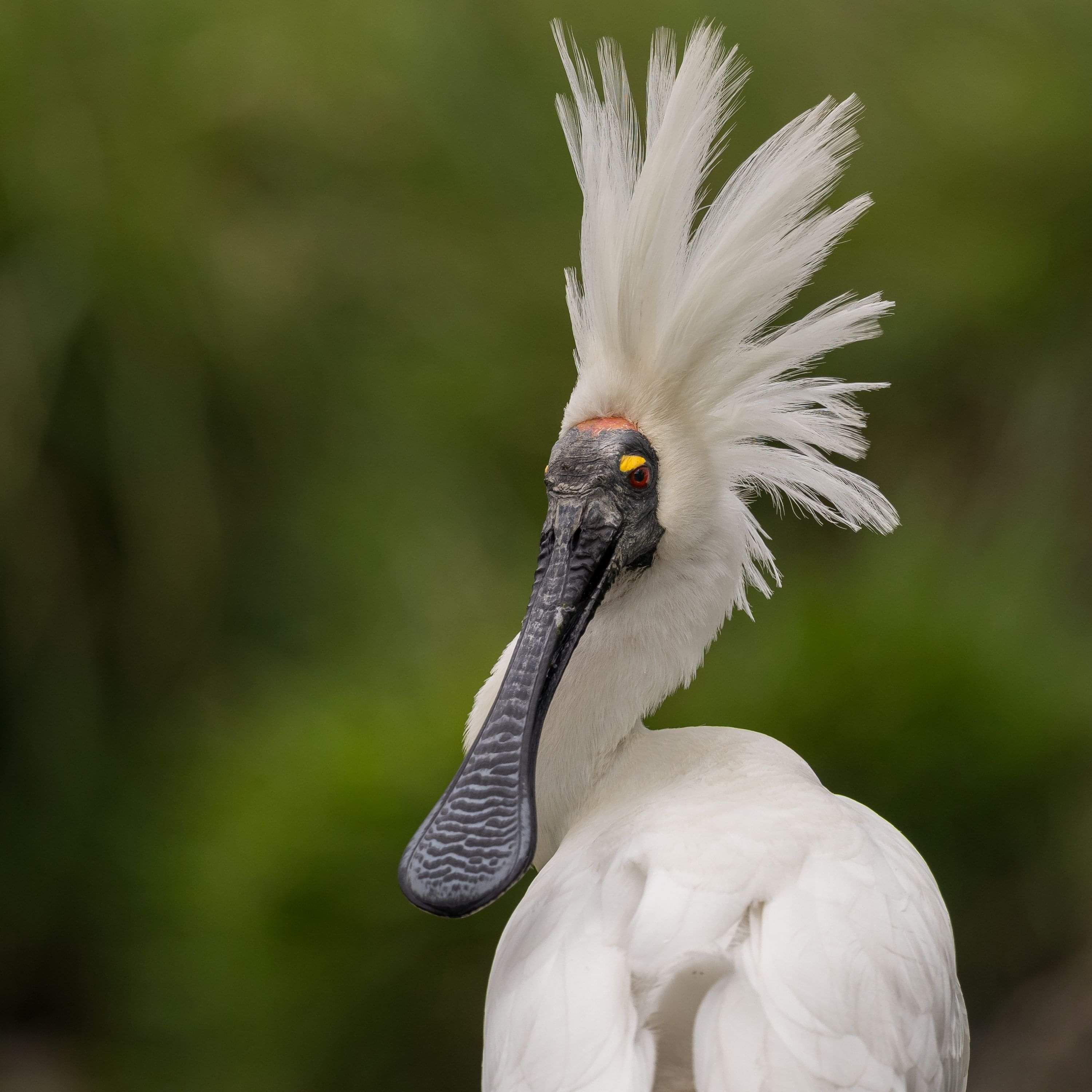 Image by John Parker, Maddox Photography NZ. New Zealand bird photography tours & workshops. Image of Spoonbill.