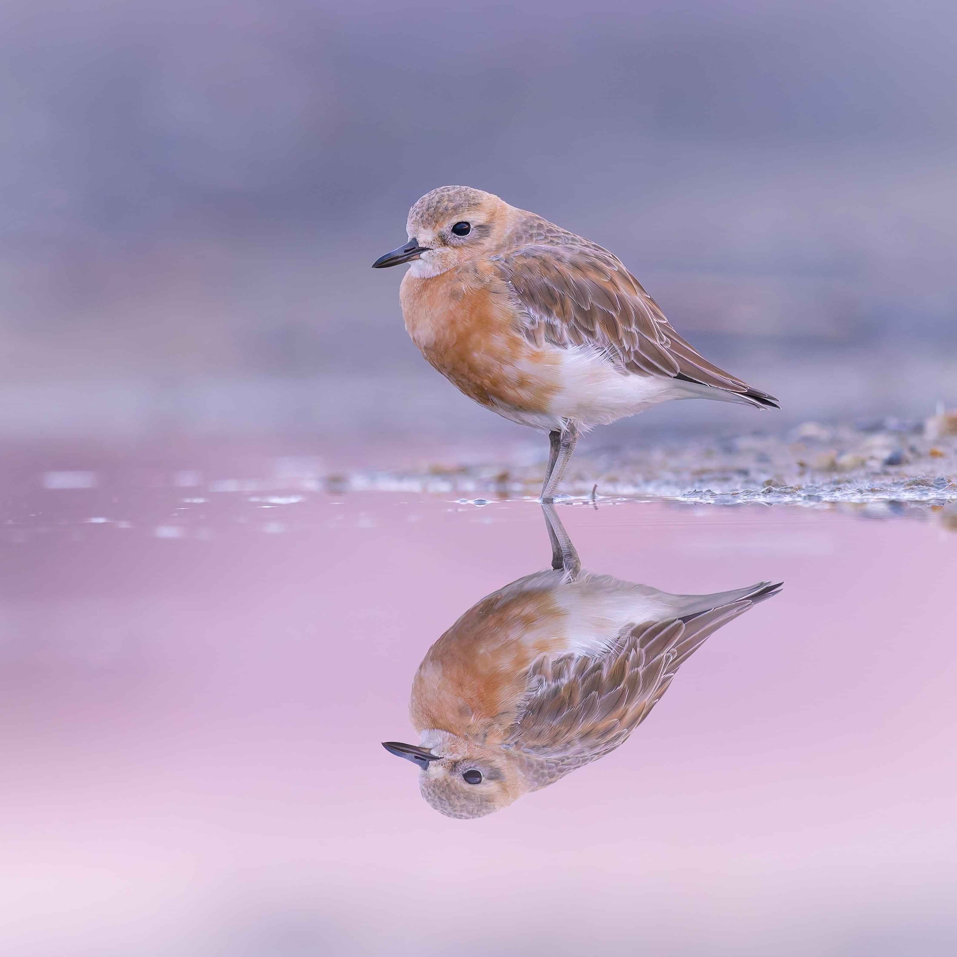 Image by John Parker, Maddox Photography NZ. New Zealand bird photography tours & workshops. Image of Spoonbill.