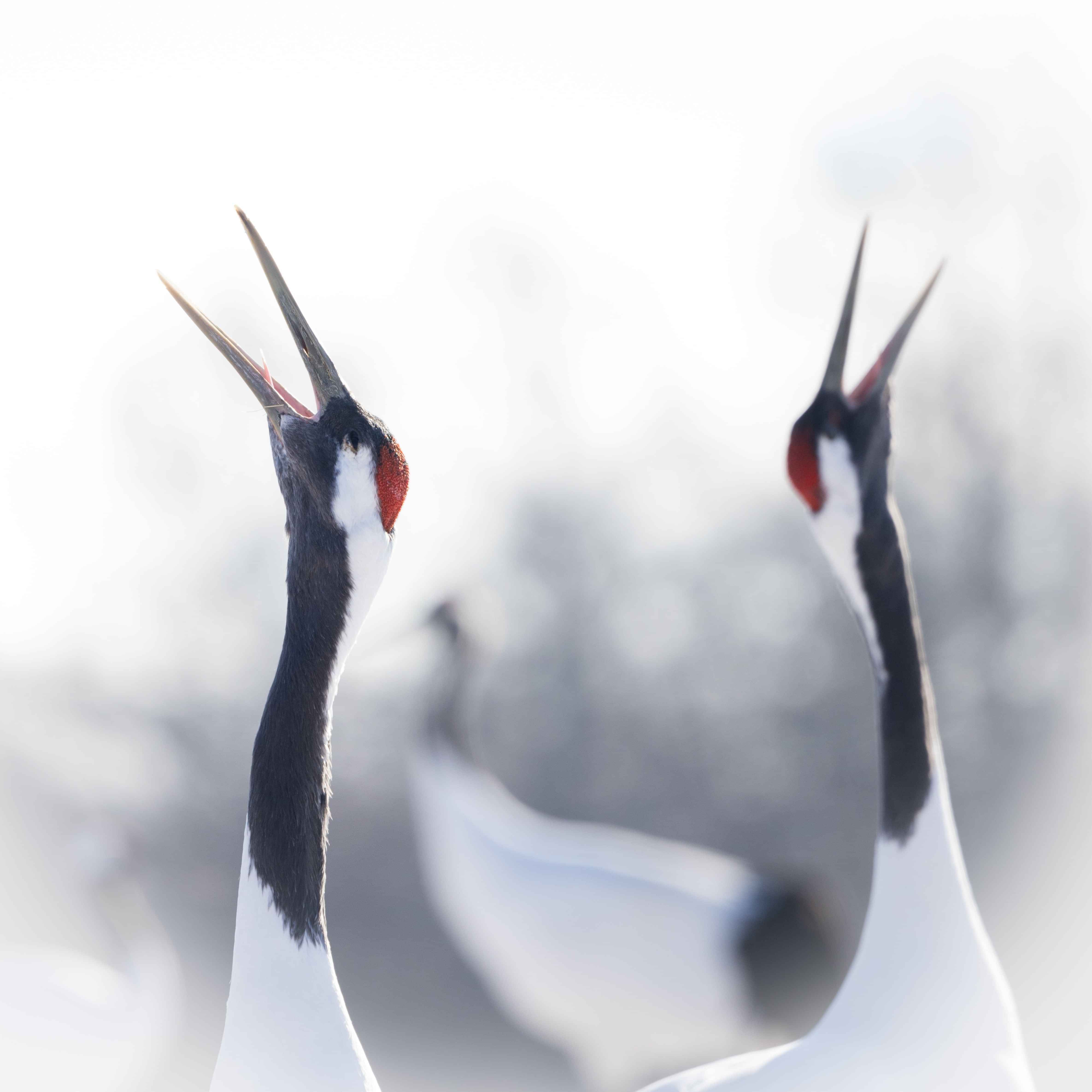 Image by John Parker, Maddox Photography NZ. New Zealand bird photography tours & workshops. Image of  along billed bird.