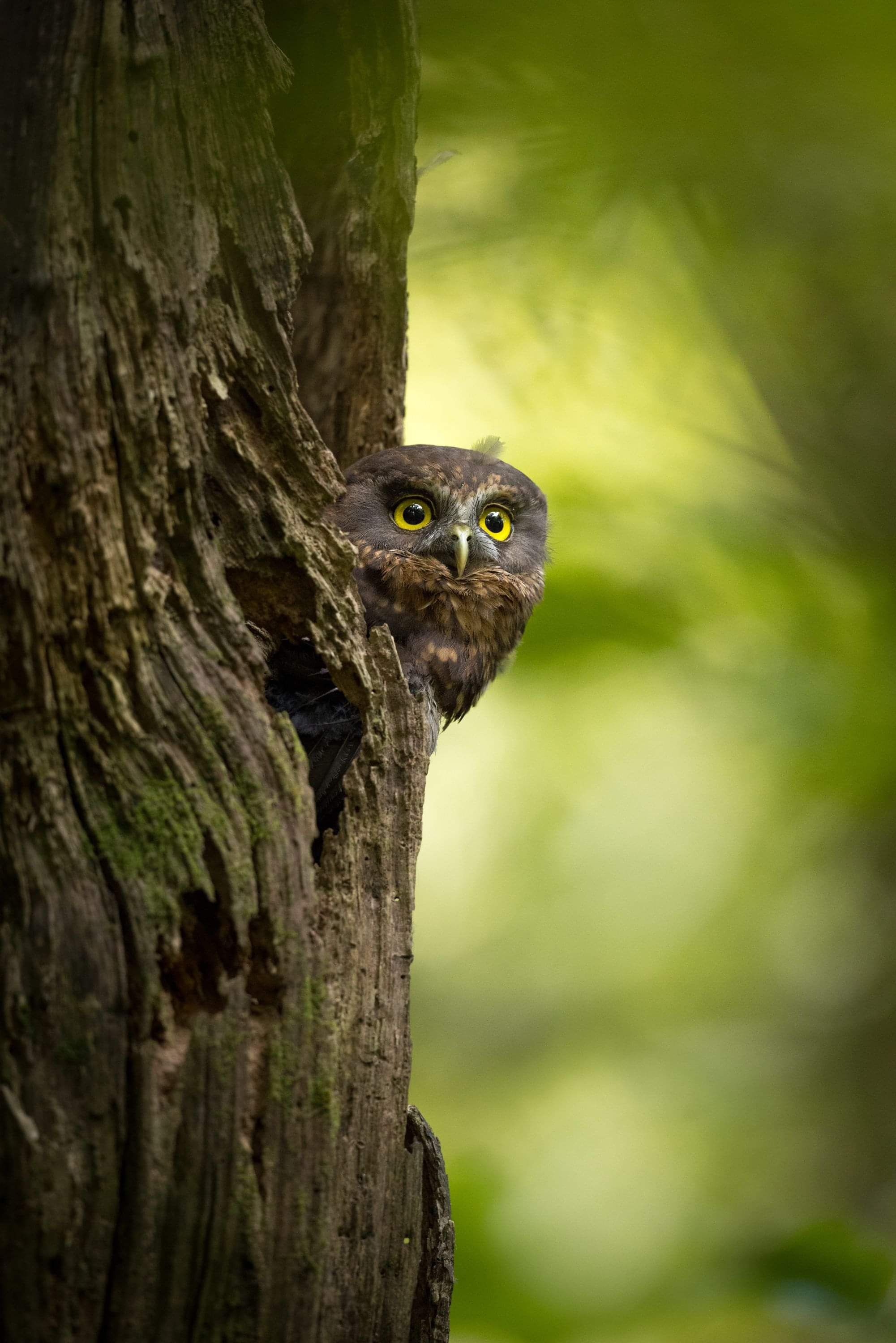 Image by John Parker, Maddox Photography NZ. New Zealand bird photography tours & workshops. Image of Morepork owl, Ruru.